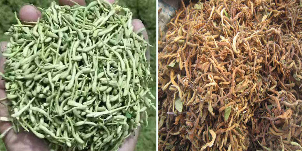 烘干金銀花畝產(chǎn)利潤(rùn)多少？專業(yè)廠家詳解真實(shí)利潤(rùn)