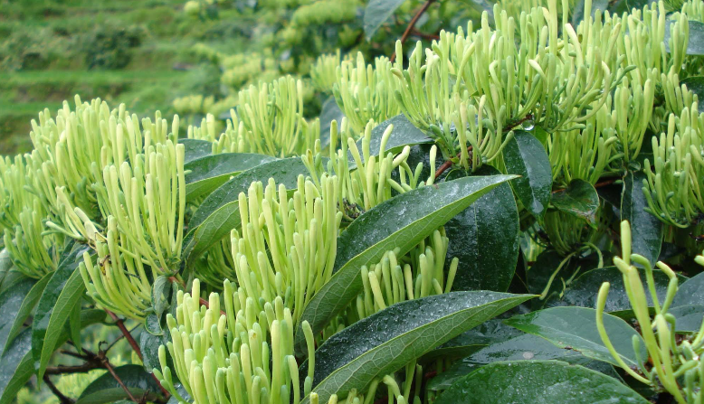 金銀花烘干時間和溫度?專家「烘干技術(shù)」大揭曉 金銀花烘干時間和溫度?專家「烘干技術(shù)」大揭曉